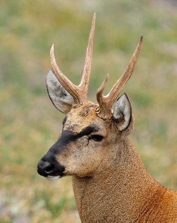 Huemul macho