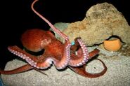 Juvenile Giant pacific octopus
