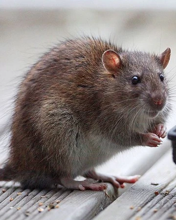 https://static.wikia.nocookie.net/reinoanimalia/images/d/d4/E4046a691230544b3eb45766a322c92f.jpg/revision/latest/top-crop/width/360/height/450?cb=20200418203257&path-prefix=es