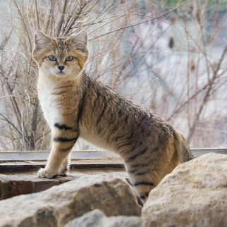 Gato del desierto 8