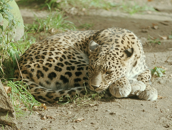 Leopardo caucasico 4