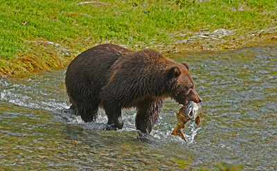 Oso pardo pescando