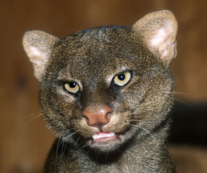 Jaguarundí 1.png