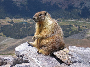1200px-Marmot-edit1