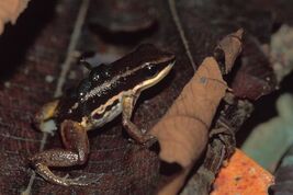 Hyloxalus abditaurantius