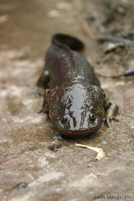 Lerma-salamander-B-Tapley-ZSL