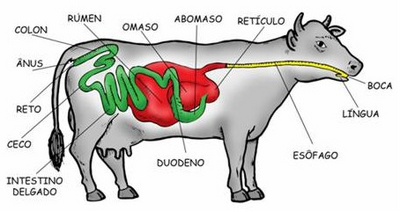 Vaca 5