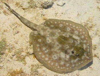 Yellow-spotted-stingray-09