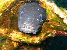 240px-European conger