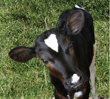 Vaca 2