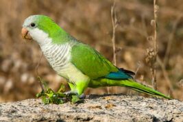 Cotorra-argentina-Myiopsitta-monachus