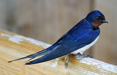 Golondrina común