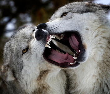 Lobos.png