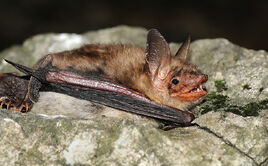 Myotis myotis
