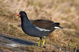 800px-Common-Moorhen