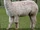 Alpaca