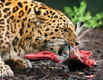 Leopardo de amur 7