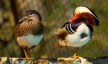 Pareja de pato mandarin 3