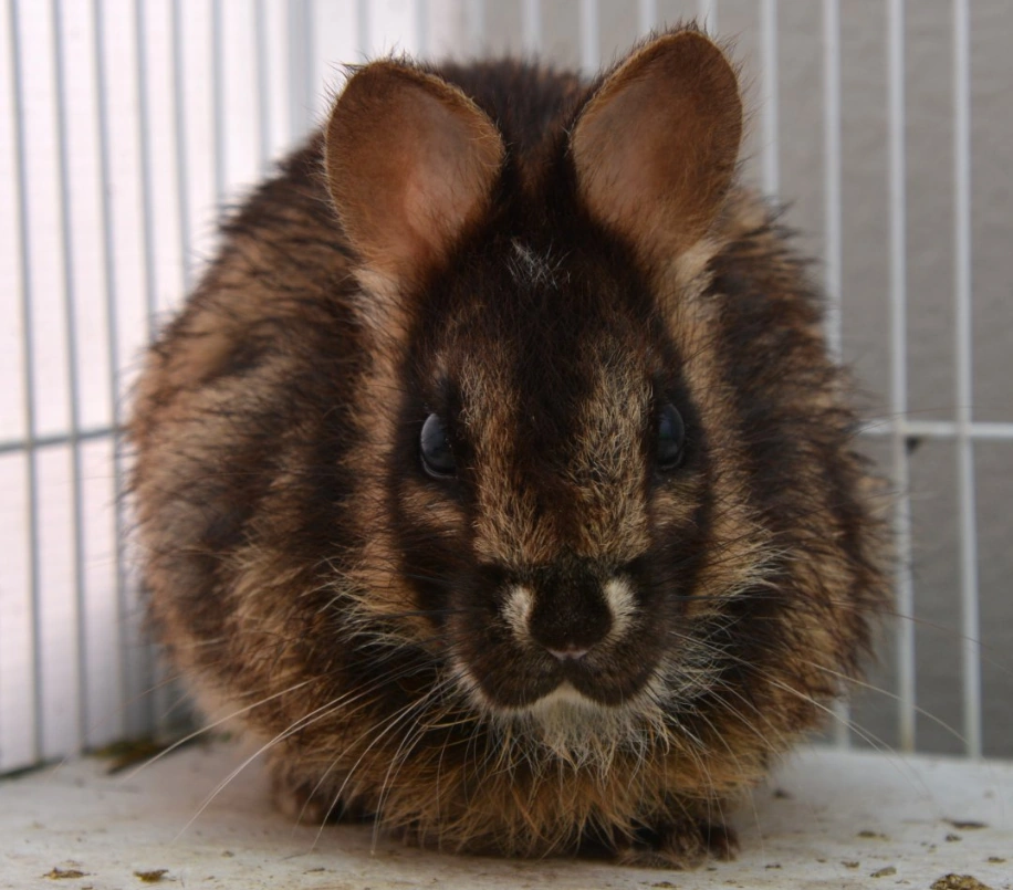 Conejo Rayado Annamita | Wiki Reino Animalia | Fandom