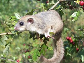 1200px-Glis glis 4058