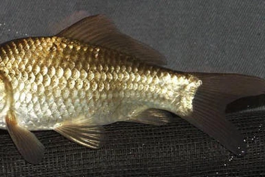 muda de cangrejo esmeralda