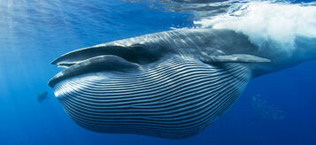 Brydes-whale