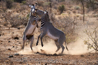 Grevy-zebra-equus-grevyi-stallions-fighting-15195766