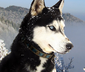 Husky siberiano 21