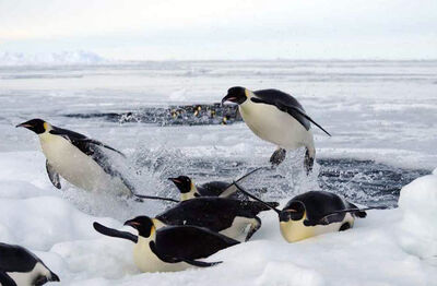 Pinguinos fuera