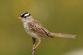 1024px-White-crowned-Sparrow