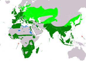 800px-GallinulaChloropusIUCNver2019-2