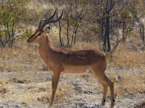 Aepyceros melampus petersi 1