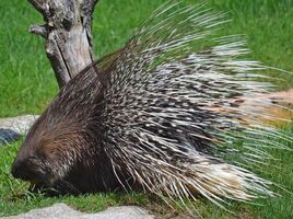 Interiores-animal-bioparc-valencia-puercoespin-02