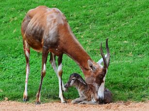 Interiores-animal-bioparc-valencia-blesbok-02