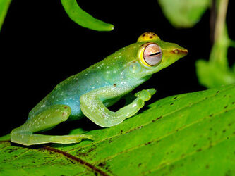 Jade-tree-frog 5595