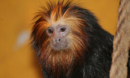 Leonthopithecus chrysomelas2