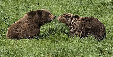 Oso pardo macho y hembra