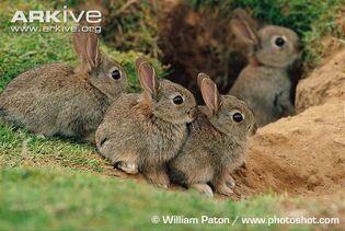 Rabbit-kittens-at-burrow-entrance