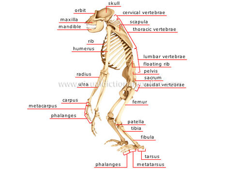 Esqueleto de gorila