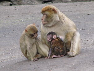 Macaca-sylvanus-barbary-ape-family-0a