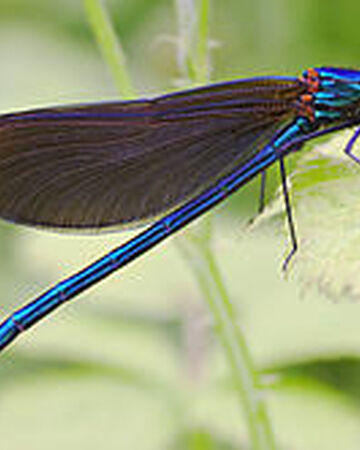 Caballito Del Diablo Azul Wiki Reino Animalia Fandom