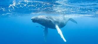 Ballenas.jpg