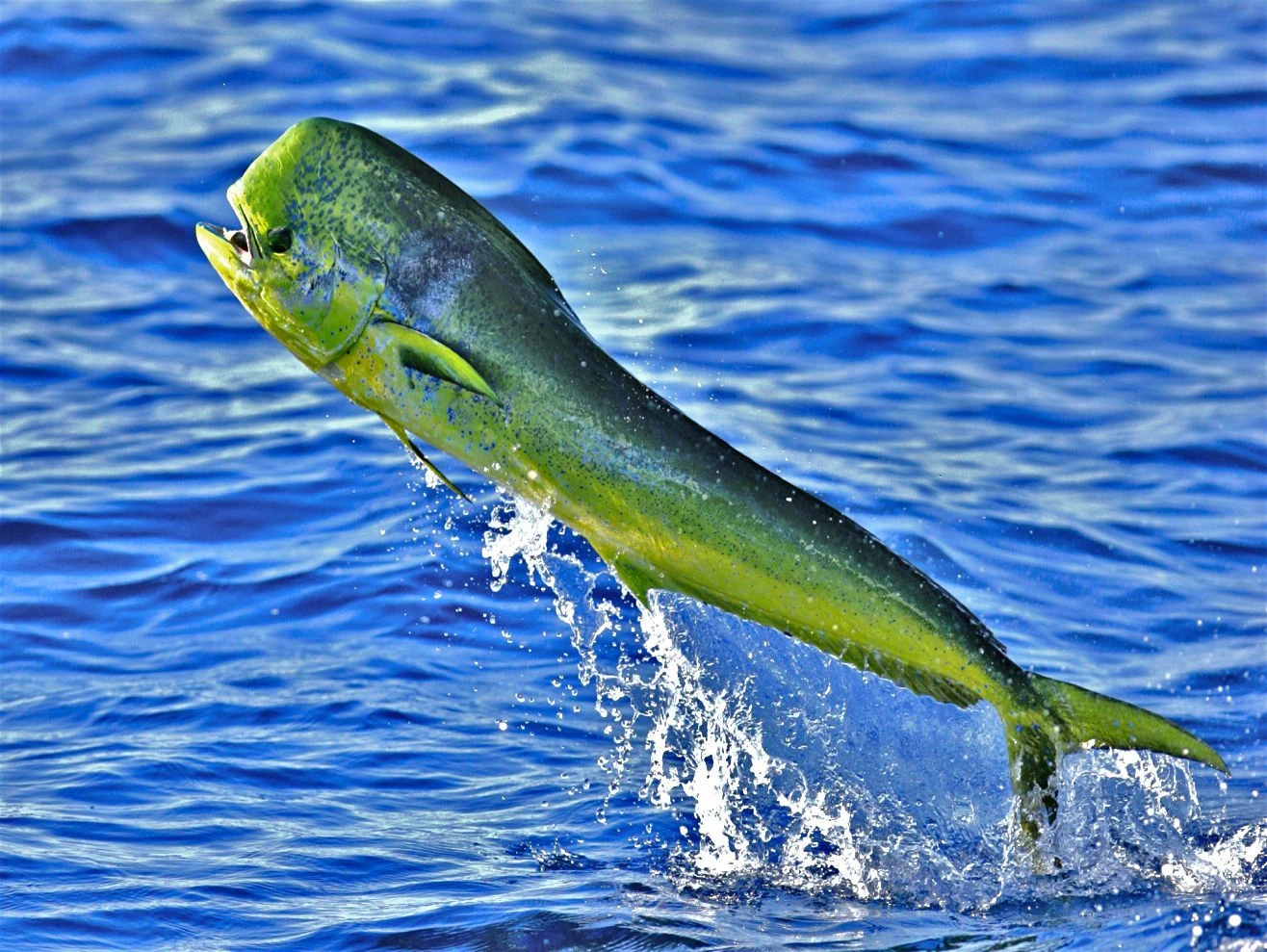 El Pez Dorado Es Vertebrado O Invertebrado Dorado | Wiki Reino Animalia | Fandom