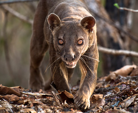 Fosa, Wiki Reino Animalia