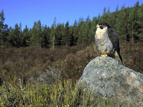 Habitat halcon peregrino