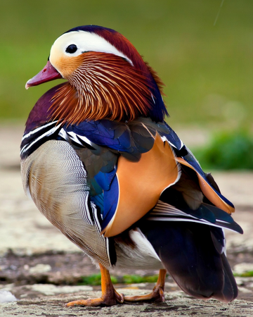 Pato Mandarin Wiki Reino Animalia Fandom Pato Mandarin Wiki Reino Animalia Fandom