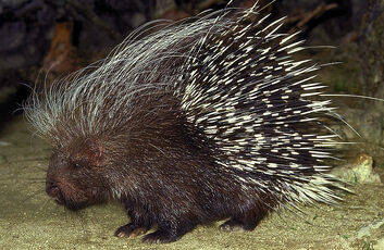 2-porc-epic-a-crete-hystrix-cristata-gerard-lacz