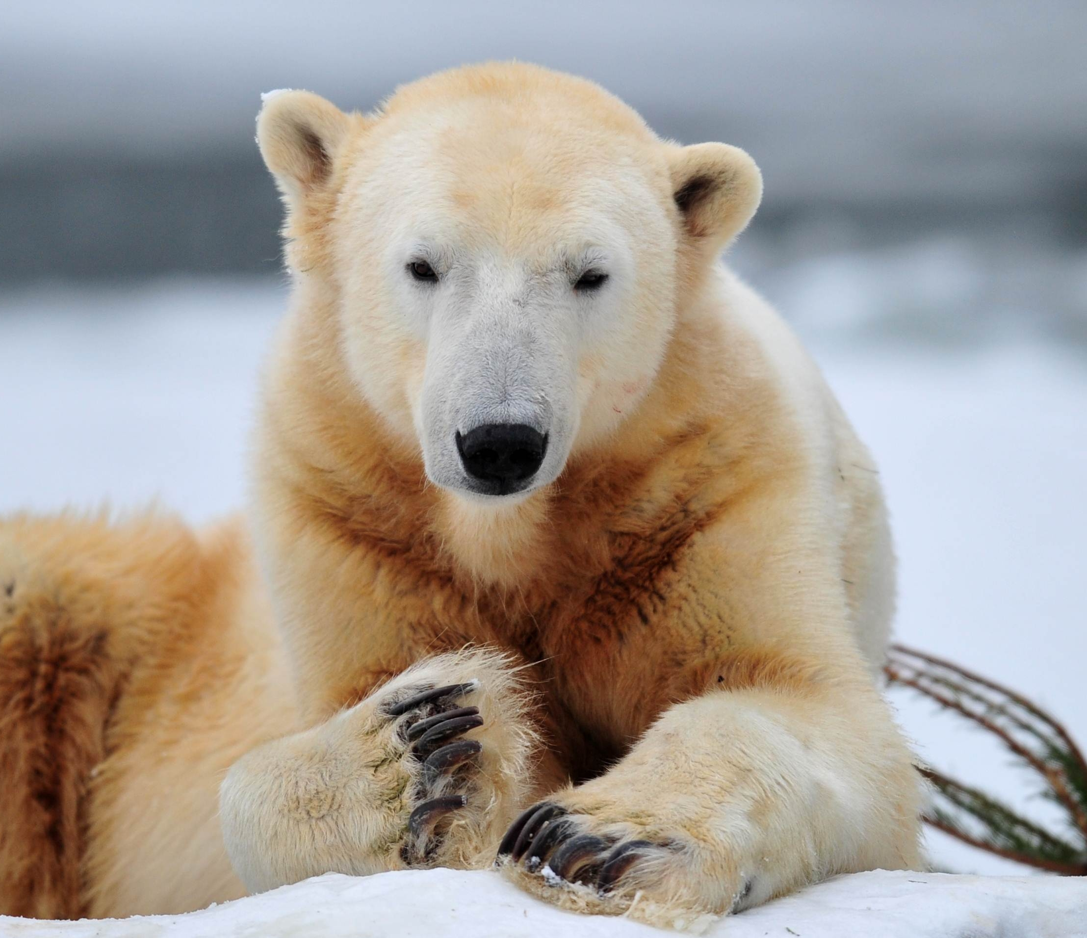 C+Biólogo - En la semana del Oso Polar tendremos datos interesantes de esta  especie. Los osos polares están clasificados como mamíferos marinos porque  pasan la mayor parte de su vida en el