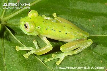 Nymphargus-cochranae-on-leaf