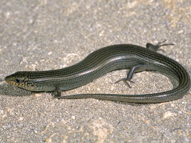 Chalcides-parallelus (1)